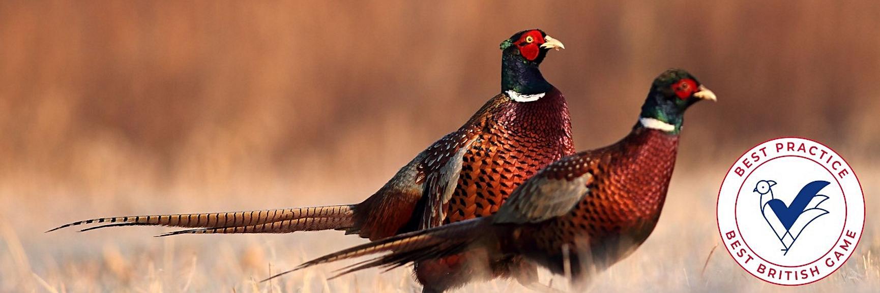 Buy Game Meat Online UK Wild Venison, Rabbit, Partridge & Pheasant