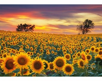 Royal Garden Scented Sunflower 750 Piece Puzzle King of Puzzles