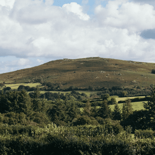 Buy Game Meat Online In The UK Wild Game Field flower