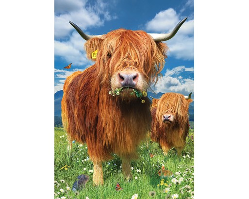 Highland Cattle Wrapping Paper, Bull Birthday Wrap, Gift Wrap